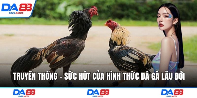 Truyền thống - Sức hút của hình thức đá gà lâu đời